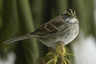 Zonotrichia albicollis